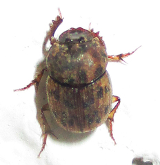 Onthophagus variegatus