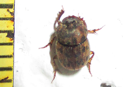Onthophagus variegatus