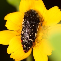 Acmaeodera rubronotata