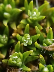 Scleranthus biflorus