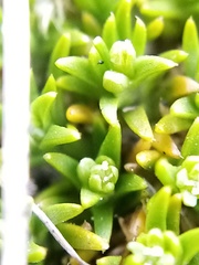 Scleranthus biflorus