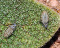 Tingis pilosa