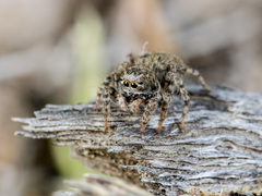 Aelurillus dubatolovi