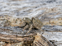 Aelurillus dubatolovi