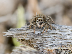 Aelurillus dubatolovi