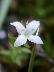Galium perpusillum