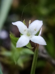 Galium perpusillum