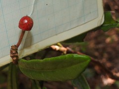 Ardisia lindleyana