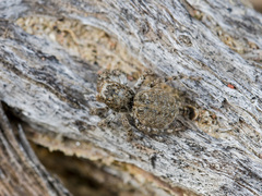 Aelurillus dubatolovi