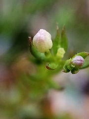Galium perpusillum