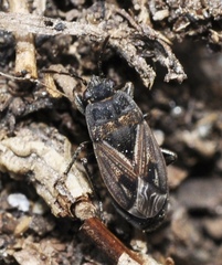 Trapezonotus arenarius