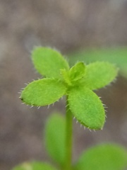 Galium propinquum