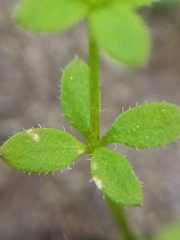Galium propinquum