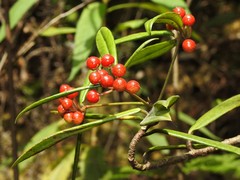 Ardisia lindleyana