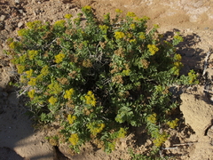 Coulterella capitata