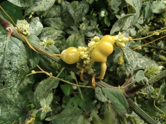 Cuscuta chinensis
