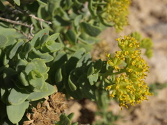 Coulterella capitata