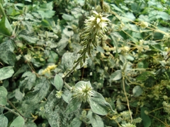 Achyranthes bidentata