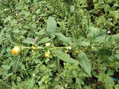 Carpesium abrotanoides