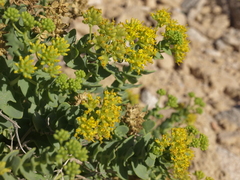 Coulterella capitata