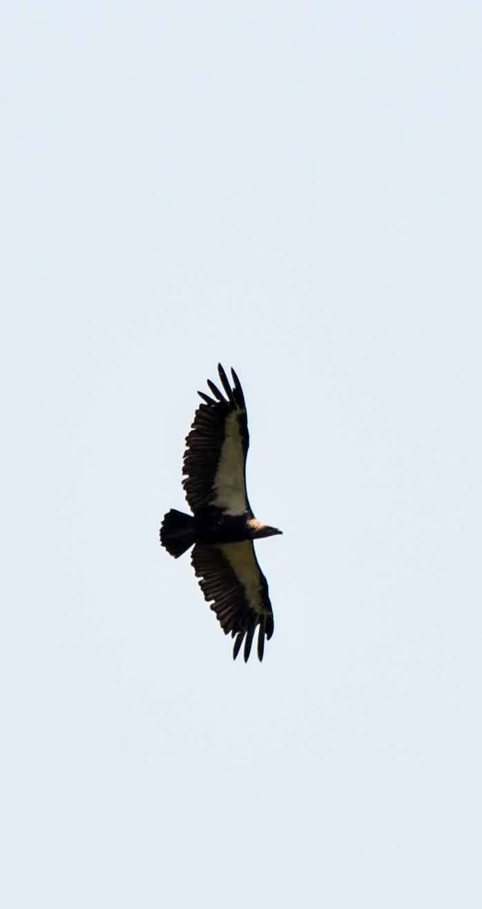White-rumped Vulture