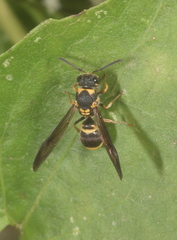 Apodynerus formosensis