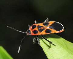 Tropidothorax sternalis