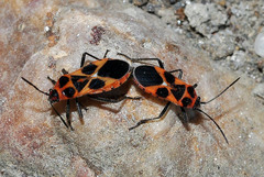 Tropidothorax sternalis