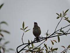Mimus polyglottos