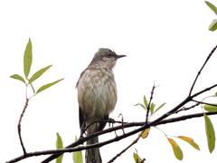 Mimus polyglottos