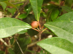 Ficus erecta