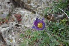 Pulsatilla violacea
