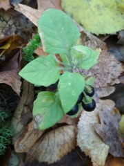Solanum nigrum