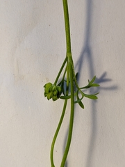 Ranunculus sessiliflorus