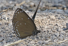 Euploea sylvester