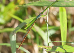 Aciagrion pallidum
