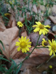 Senecio inaequidens