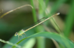 Ceriagrion indochinense