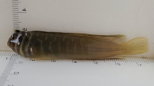 Barred blenny (Omobranchus fasciolatoceps) — Blenniidae — 2