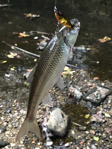 Semotilus corporalis