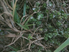Heliotropium formosanum