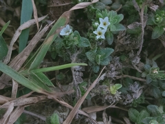 Heliotropium formosanum