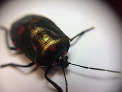 Rhyssocephala rufonotata