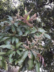 Mangifera indica