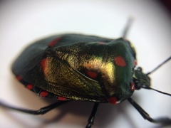 Rhyssocephala rufonotata
