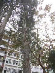 Melaleuca cajuputi cumingiana