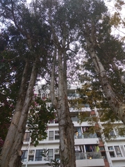Melaleuca cajuputi cumingiana
