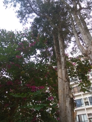 Melaleuca cajuputi cumingiana
