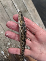 Pseudaphritis urvillii