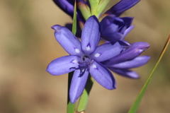 Thereianthus bulbiferus